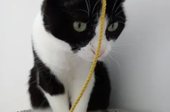 Animaux perdus , photo: Chatte européenne 4 ans disparue à Plaisir