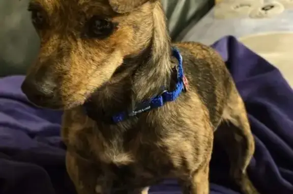 Lost Brindle Dachshund Mix on W Roger Rd