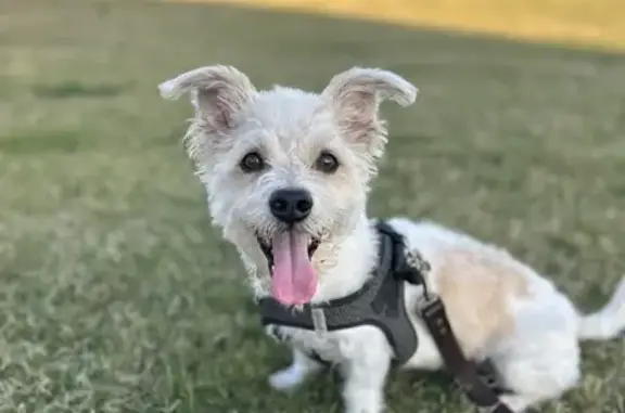 Lost Westie Mutt: White with Brown Patch