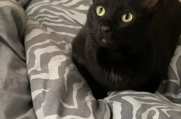 Missing Black Cat: Raven - May Street, Hammond