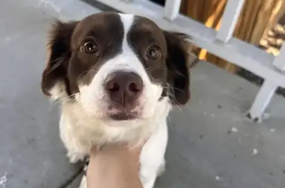 Found Brittany Springer Puppy - East Ohio Ave