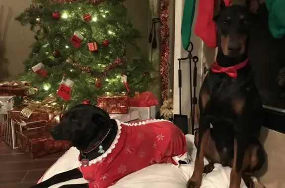 Lost Neutered Doberman in Pecan Crossing