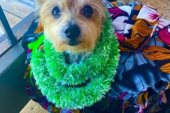 Lost Elderly Terrier - Pink Hair, Honolulu