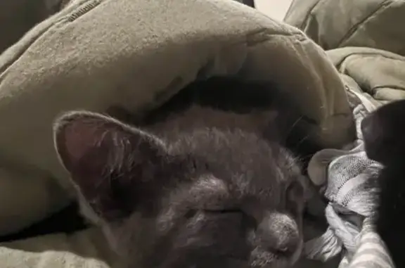 Missing 6-Month-Old Grey Cat - North 4th Ave