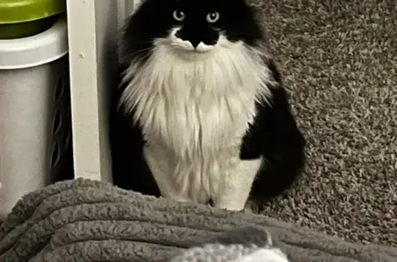 Lost Black & White Cat - Help Us Find Him!