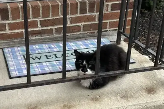 Friendly Black Cat Found on W 9th Ave, Columbus