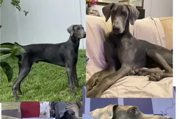 Missing Doberman in Tuxedo - Conyers, GA