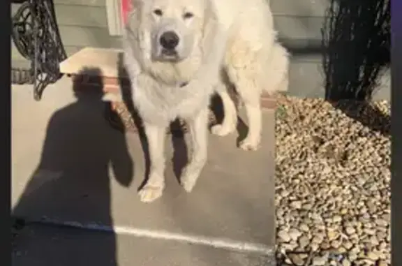 Lost Female Great Pyrenees in Seymour