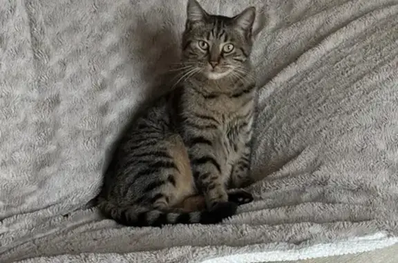 Missing Male Tabby Cat - Sandhurst Road 36