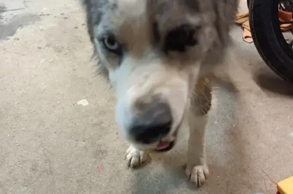 Animaux trouvés Valence, photo: Chien mâle gris merle trouvé à Valence