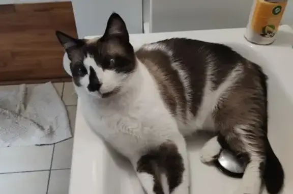 Chat perdu, , photo: Chatte siamoise disparue à Salans