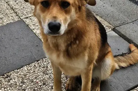 Animaux perdus Saint-Martin-des-Besaces, photo: Chien perdu : Berger malinois femelle, Rennes
