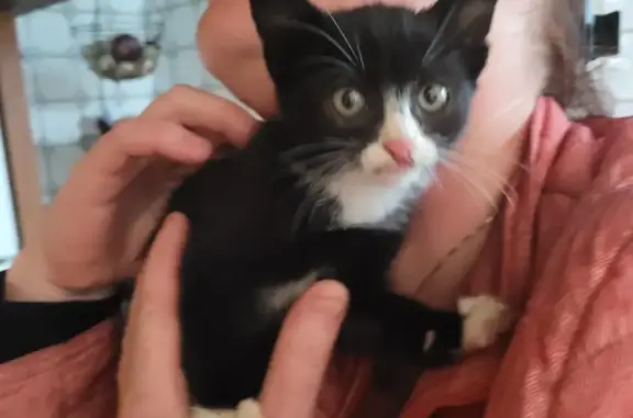 Chaton noir et blanc trouvé à Looberghe - photo
