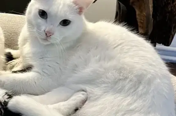 Chat perdu, , photo: Chatte peureuse disparue à Saint-Loup-Géanges