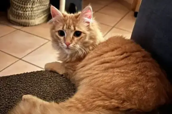 Chatte peureuse disparue, aide recherchée - photo