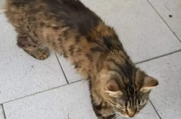 Chat trouvé Saône, photo: Chat trouvé : jeune femelle sociable, cherche foyer