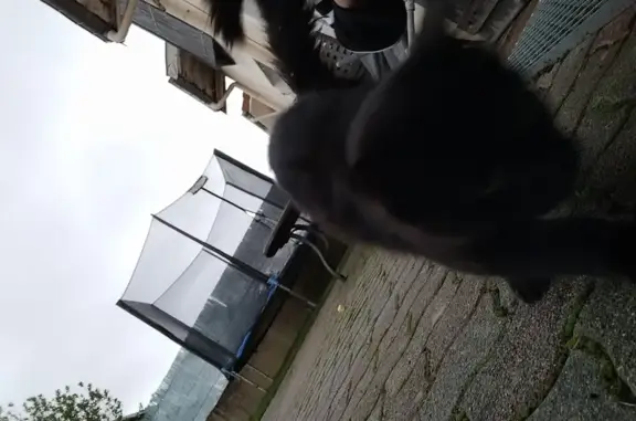 Chat noir trouvé, cherche foyer urgent - photo