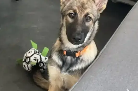 Chien perdu , photo : Chiot Malinois-Husky Perdue à Mirabel