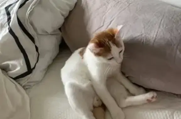 Chat perdu, Amiens, photo: Chat roux et blanc perdu à Amiens