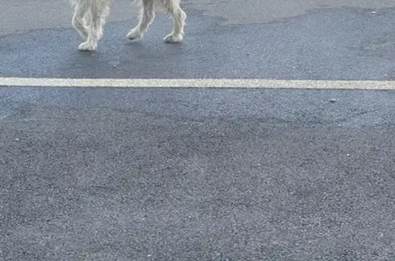 Chien trouvé le 25/09 devant crèche à Ossun - photo