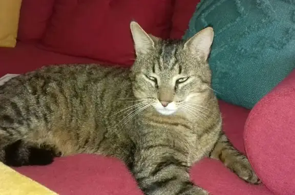 Chat tigré disparu à Azay-le-Brûlé - photo