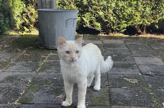 Chat crème aux yeux bleus trouvé à Novillard - photo