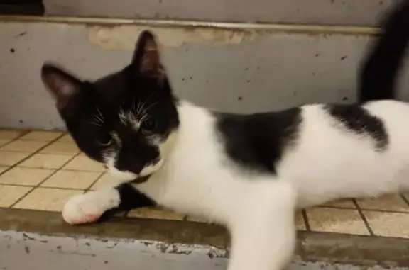 Animaux trouvés Tonnerre, photo: Chaton sociable trouvé, Rue Pierre Curie, Tonnerre