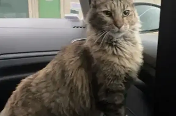 Animaux perdus La Bassée, photo: Chatte angora Nayade disparue à La Bassée
