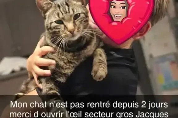 Chat perdu Rue du Gros Jacques, 2B - photo