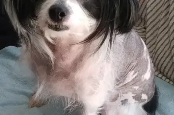 Animaux perdus Toulon, photo: Chien nu chinois femelle perdu à Toulon