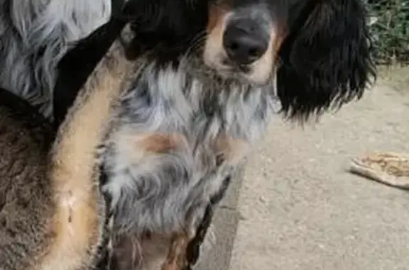 Animaux perdus Saint-Étienne-de-Mer-Morte, photo: Chien perdu : Setter anglais tricolore, 2 ans