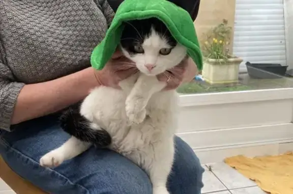 Animaux perdus Évin-Malmaison, photo: Chat noir et blanc perdu à Évin-Malmaison