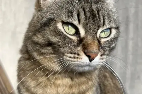 Chat perdu, , photo: Chatte européenne perdue à Pont-à-Mousson