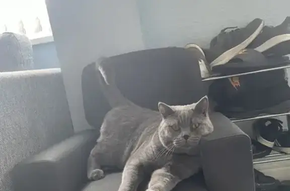 Lost Blue Grey British Shorthair on Holcombe