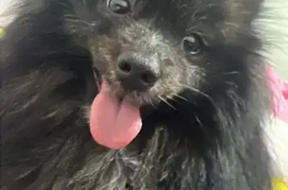 Perro Perdido: Pomerania Negro Kobe en Ibiza