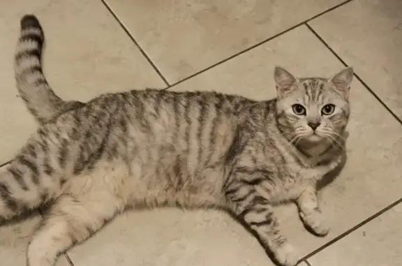 Lost British Shorthair Cat in Markham