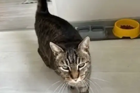 Chat perdu, , photo: Chat européen 11 ans disparu à Saint-Julien