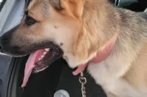 Found: Scared German Shepherd in Arlington, TX