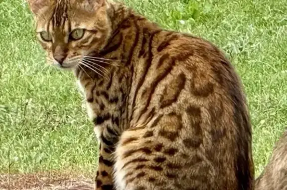 Chat Bengal Spotted Perdu à La Balie, 43 - photo