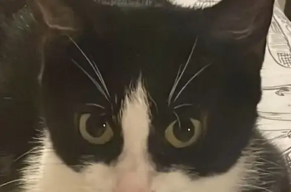 Animaux perdus Mont-de-Marsan, photo: Chat noir et blanc perdu à Mont-de-Marsan