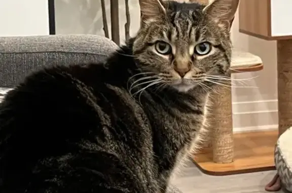 Lost Tabby Cat in Toronto - Help Find Her!