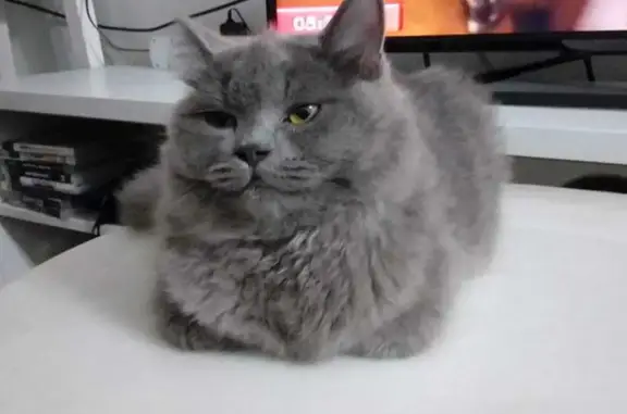 Missing Grey Persian Ragdoll Cat - Marsiling Lane