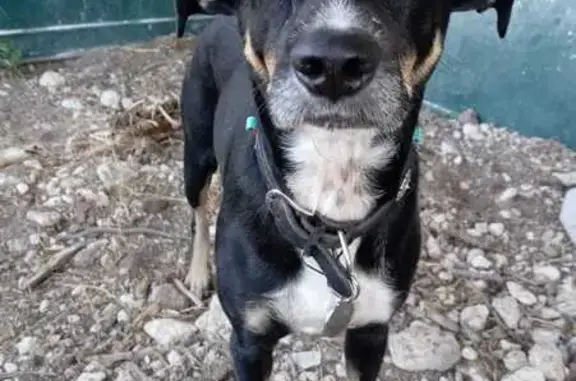 Perro encontrado , foto: Perro Encontrado en Buen Estado - San Juan Bautista