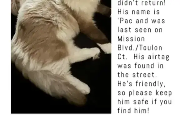 Missing Ragdoll Cat - Gray/White, San Diego