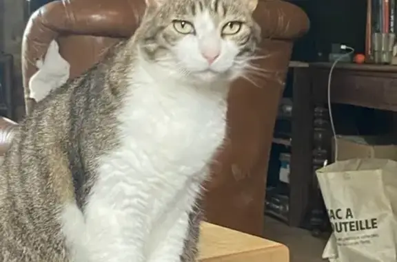 Animaux perdus Celles-sur-Belle, photo: Chat perdu à Celles-sur-Belle, rue Magneron