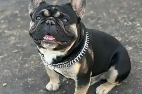 Missing Black French Bulldog in Minco, OK