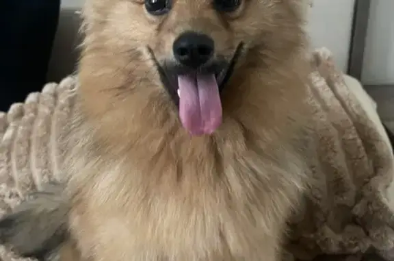 Lost Male Pomeranian - Brown Shades, London