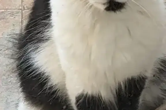 Chat noir et blanc trouvé, câlin, Antibes - photo