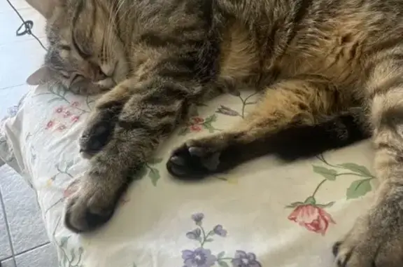 Animaux perdus , photo: Chat tigré perdu à Mur-sur-Allier