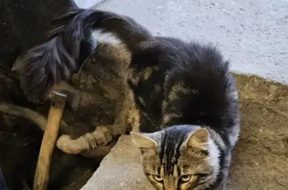 Jeune chat mâle trouvé à Capoulet, 82 - photo